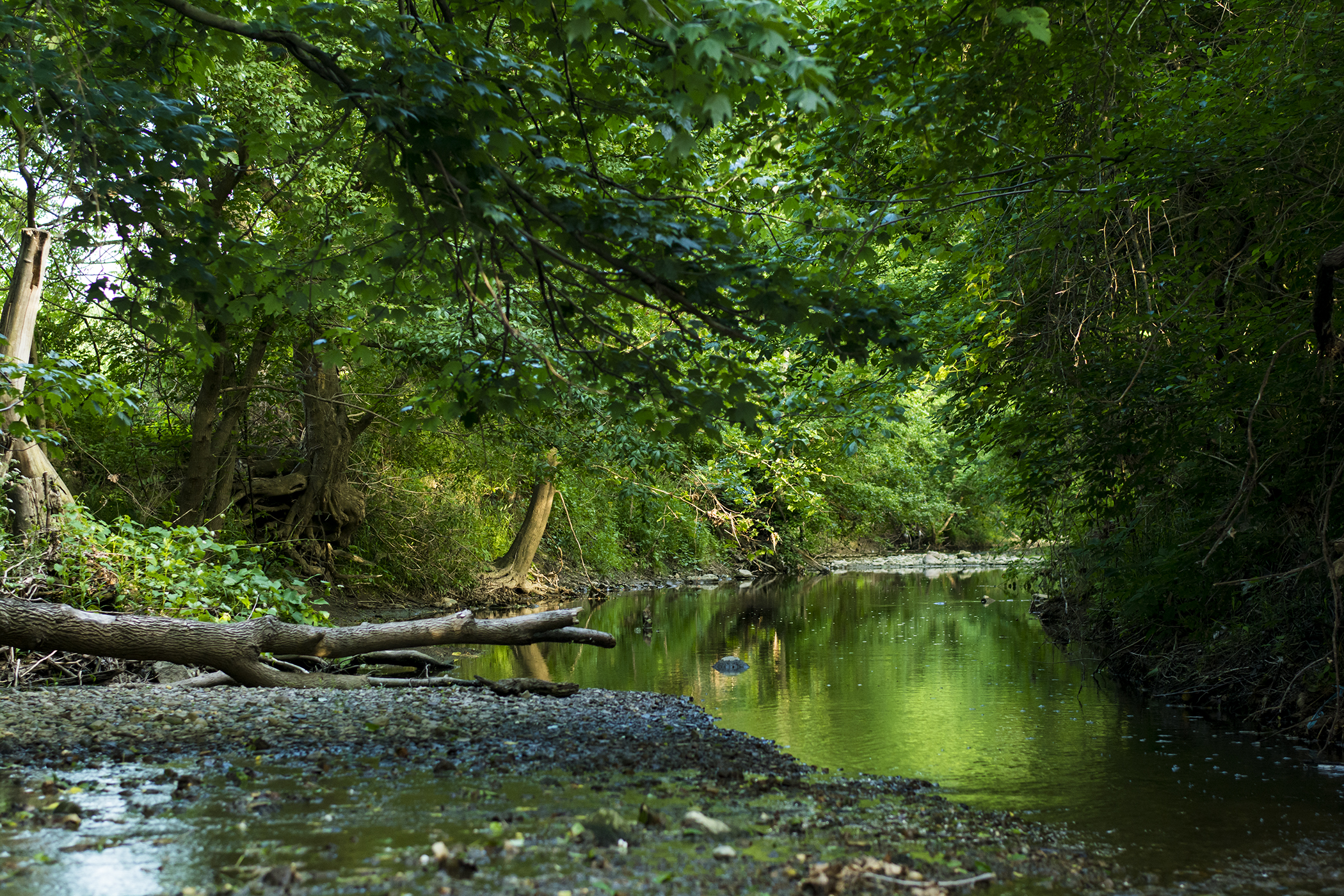 Summertime at the Creek 4 WEB